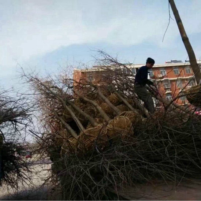 乌桕树装车现场
