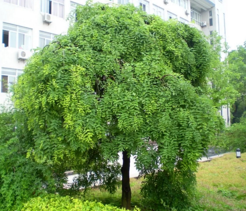 垂槐.jpg