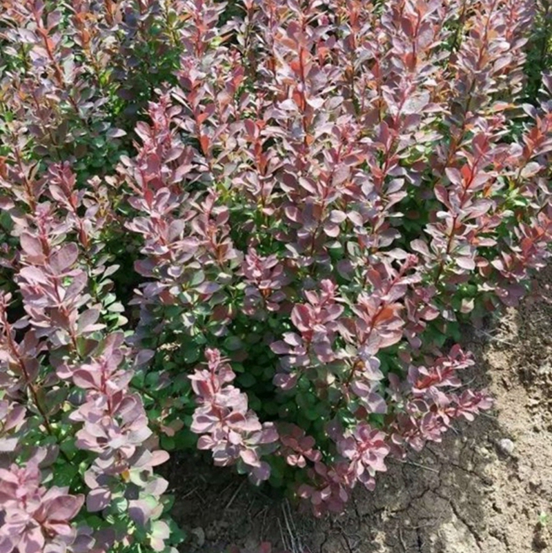 hongyxb008.jpg